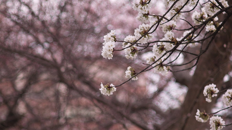 close up photo of white cherry blossom HD wallpaper