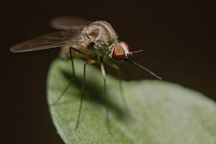 macro photography of brown fly perched on green leaf