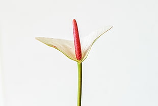 white Anturium flower