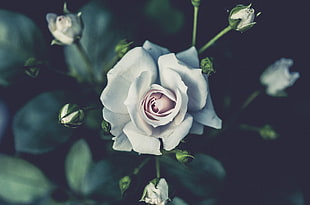 white rose, Rose, Flower, Bud