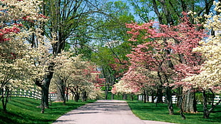 white and pink trees, road, nature