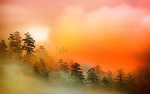 green trees in foggy forest under orange sky