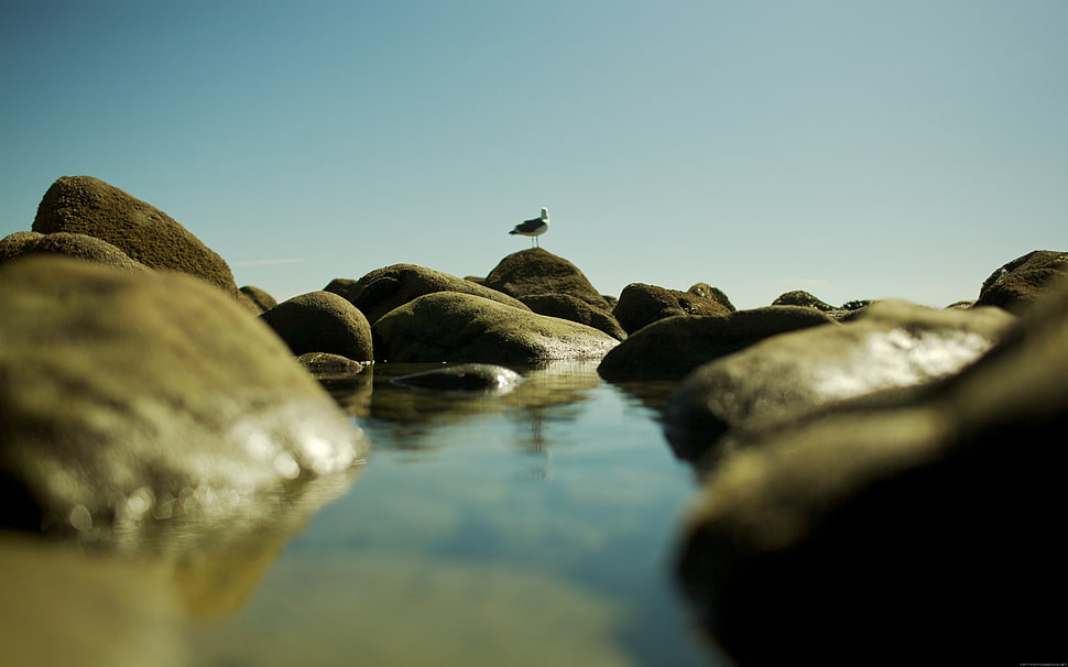 gray bird, landscape, rock, water, nature HD wallpaper