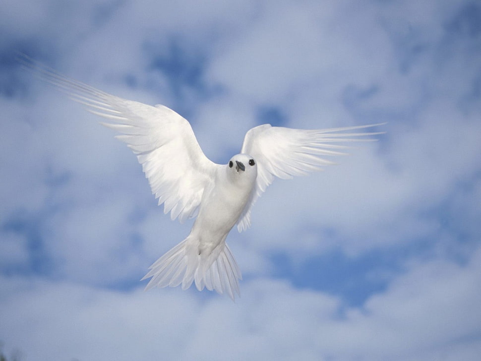 Flying Dove HD wallpaper