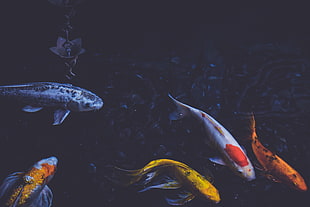 school of koi fish HD wallpaper