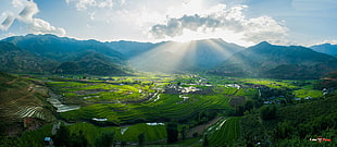 rice terrace, photography, nature, rice paddy