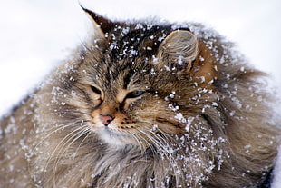 brown and black fur cat covered with snow