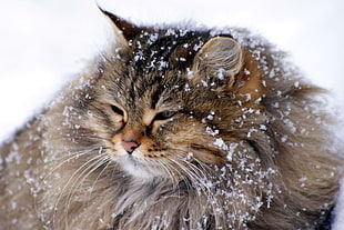 brown and black fur cat covered with snow HD wallpaper