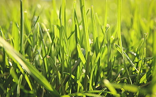 closeup photography of green grass