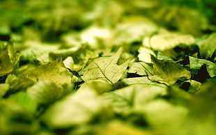macro photography of green leaf plants HD wallpaper