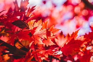 red maple leaf HD wallpaper