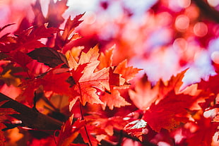 red maple leaf