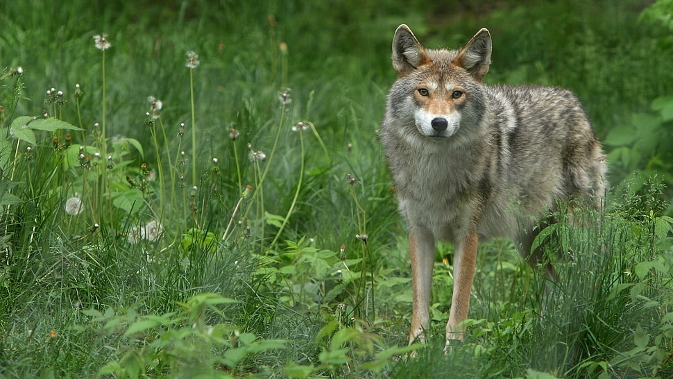 gray wolf during daytime HD wallpaper