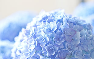 bouquet of purple flowers
