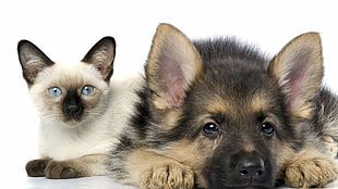 black and tan German shepherd puppy and white and brown cat, animals, dog, German Shepherd HD wallpaper