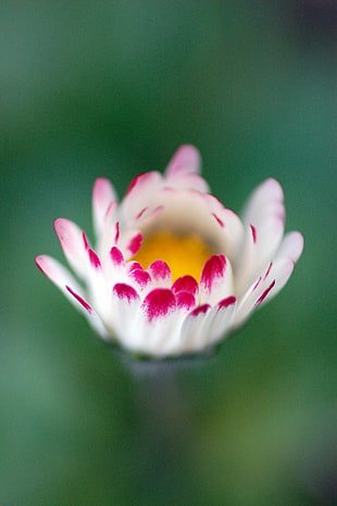 macro photography of pink and white Daisy flower