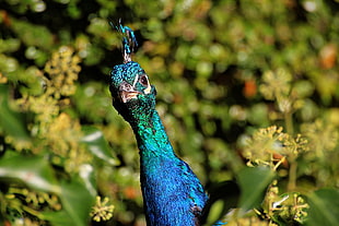 green bird, peacock