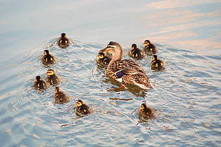 flock of ducks swimming on the water, rother HD wallpaper