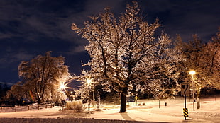 brown trees with snow photo taken during nighttime HD wallpaper