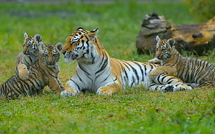 pack of tiger sits on ground during daytime