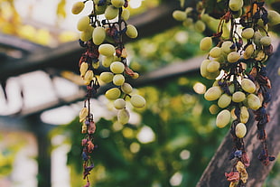 green grapes, Grapes, Vine, Berries