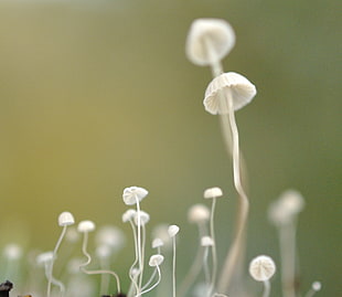 selective photography of white fungus HD wallpaper