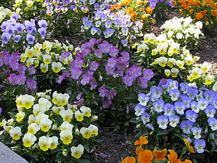 bed of assorted petaled flowers
