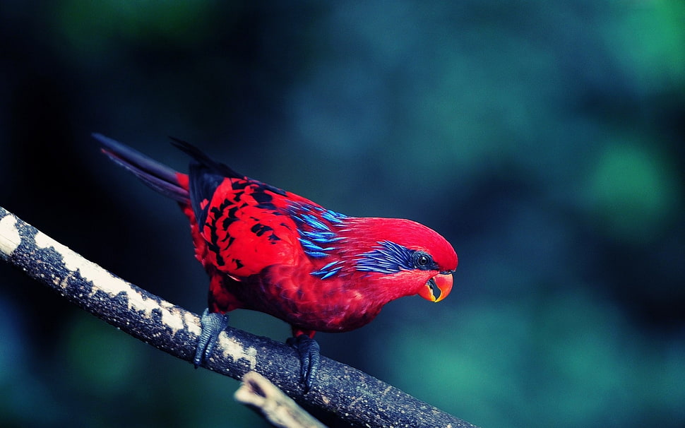 Bird,  Branch,  Sit HD wallpaper