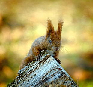 brown squirrel photography HD wallpaper