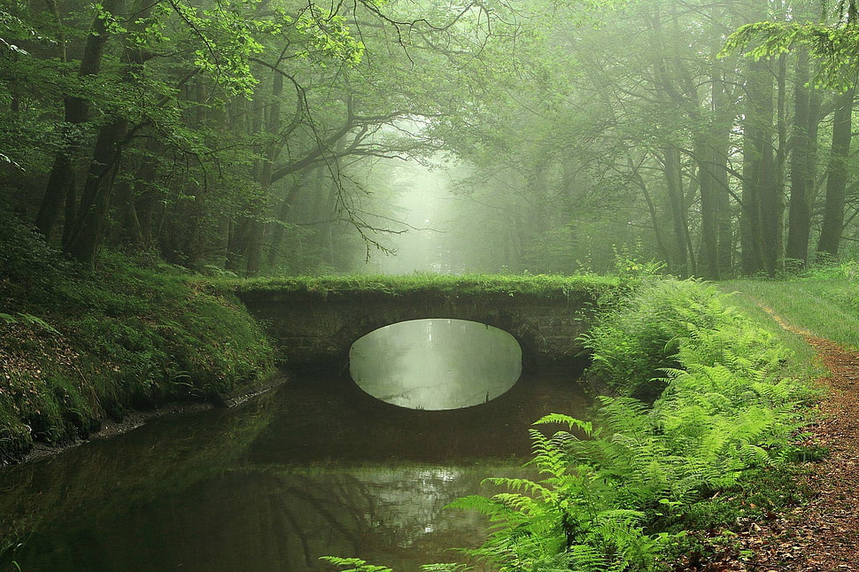 black and brown wooden table, bridge, forest, river, moss HD wallpaper