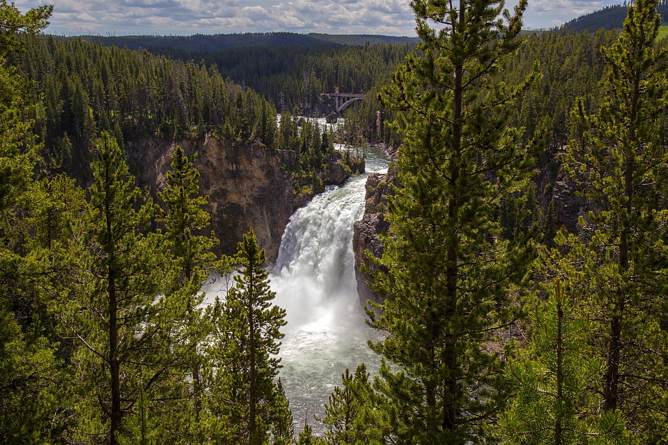 green leafed trees, river, waterfall, forest, pine trees HD wallpaper