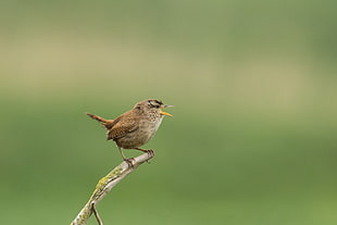 selective focus photography of brown bird on branch of tree