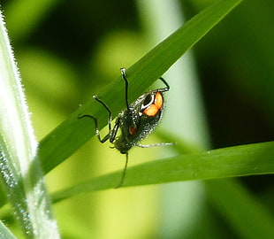 close-up photo of 6-legged insect crawling along leaf, beetle