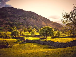 landscape photography of bed of green grass with trees beside mountain