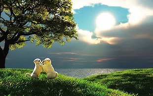 two Golden Retriever puppies playing on grass field HD wallpaper