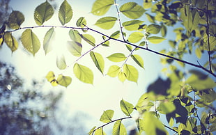 green leaves, foliage, leaves, sunlight, blurred HD wallpaper