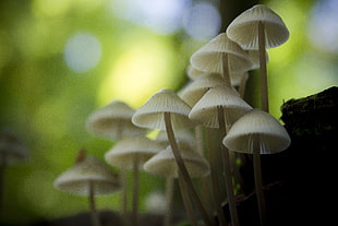 white mushrooms tilt shift lens photo
