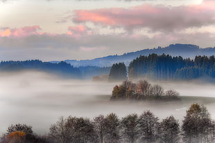 green and brown leaf trees covered with fogs  under brown and grey sky at daytime