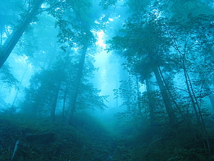 green trees, forest, nature, mist, landscape