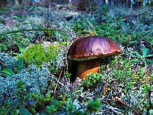 brown and purple mushroom HD wallpaper