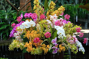 Orchids arrangement at daytime HD wallpaper