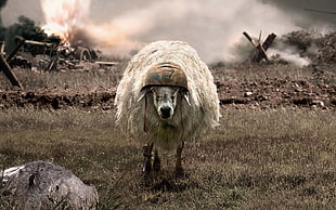 white sheep, humor, sheep, helmet, explosion