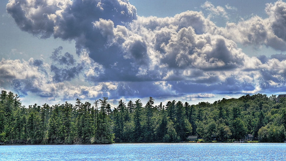 green pine trees, landscape HD wallpaper
