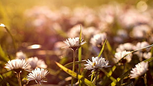 close-up photo of white Daisy on bloom HD wallpaper