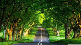 road surrounded by trees HD wallpaper