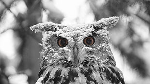 gray owl, selective coloring, animals, owl