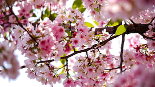 selective focus photograph of pink petal flowers on tree