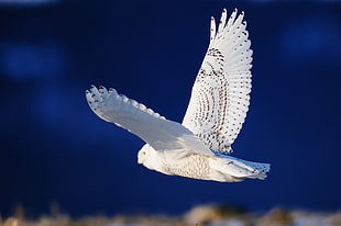 shallow focus photography of flying owl during daytime