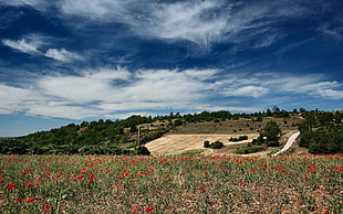 photo of flower field HD wallpaper
