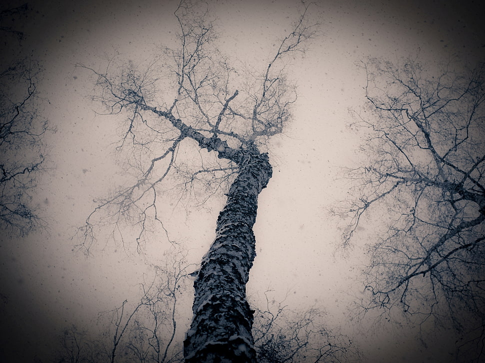 naked tree during daytime HD wallpaper